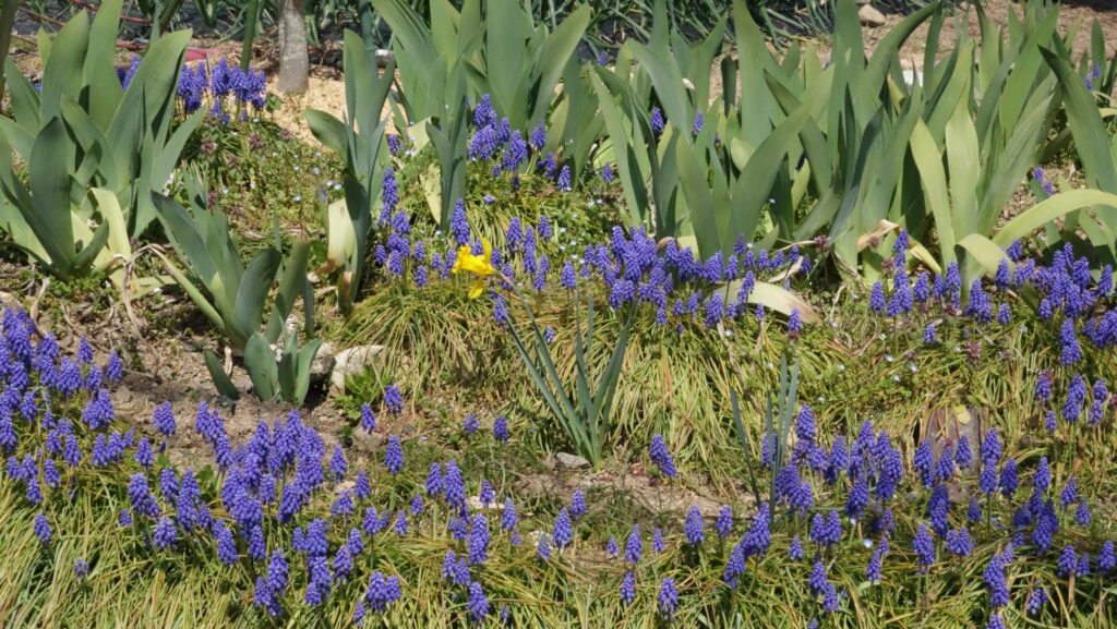 ラベンダーの植え替えのタイミング