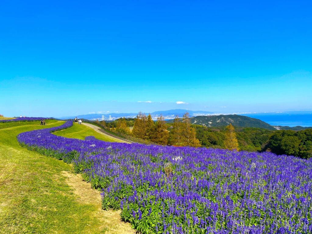 ラベンダーの植え替え時期