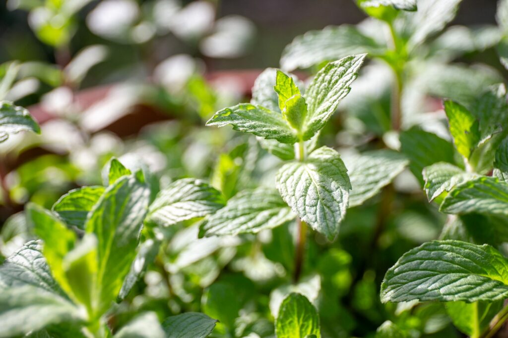 庭にハーブを植えると嫌がらせになる