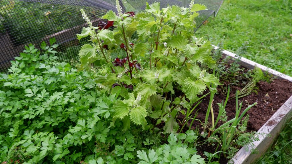 庭にハーブを植えると嫌がらせになる まとめ