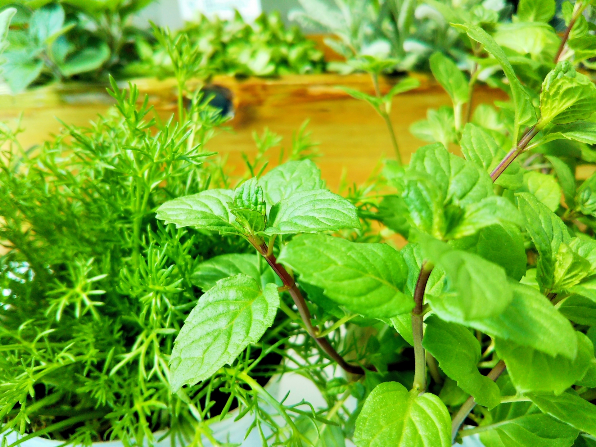 庭にハーブを植えると嫌がらせになる？植えてはいけないハーブ5選
