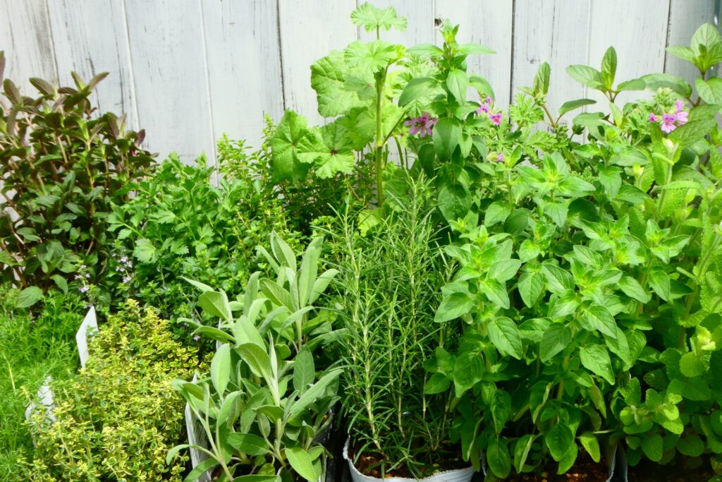 庭に植えてはいけないハーブ5選
