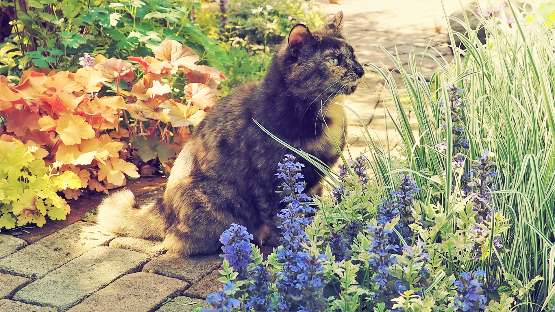 猫がラベンダーを嗅いだら危険？正しい対処法と予防策