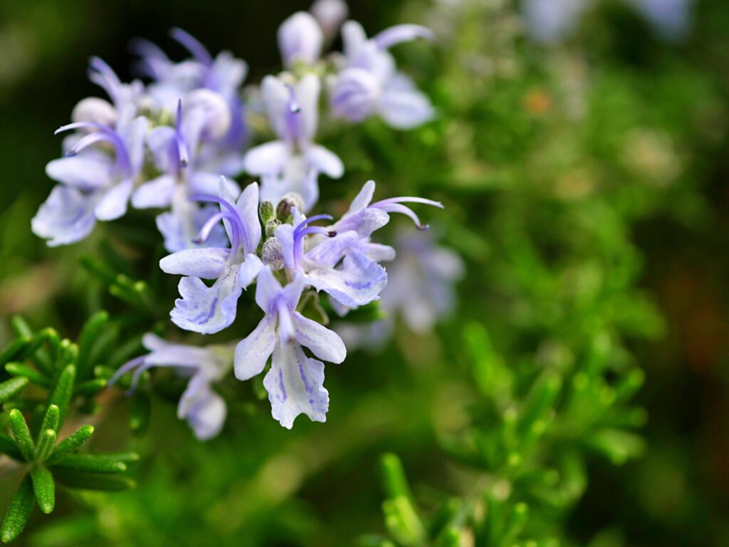 ローズマリーに花が咲く理由と条件