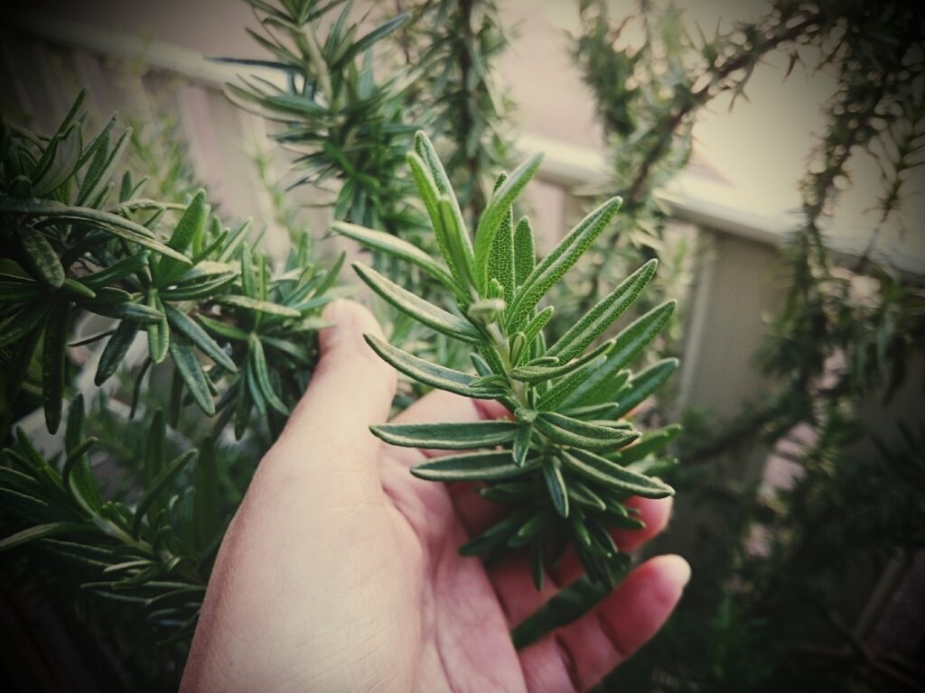 ローズマリーの花が咲いたらどうする？やるべき3つのステップ