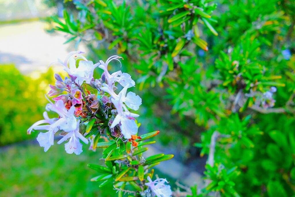 ローズマリーの花が咲くのは良いこと？悪いこと？