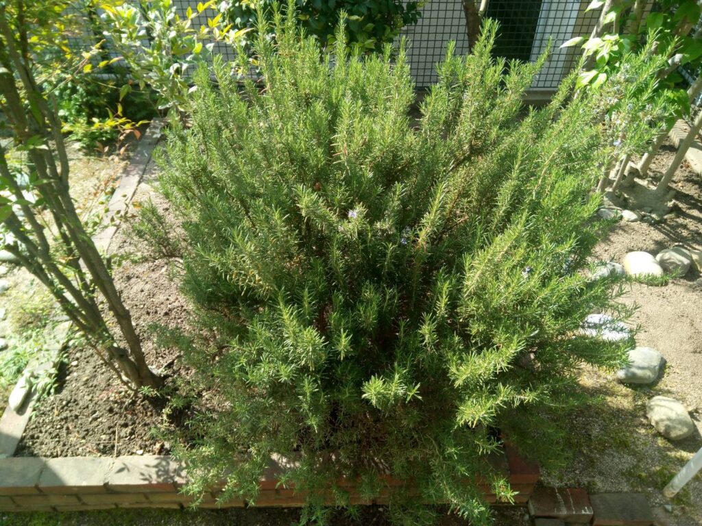 ローズマリーを地植えして理想の庭を作る